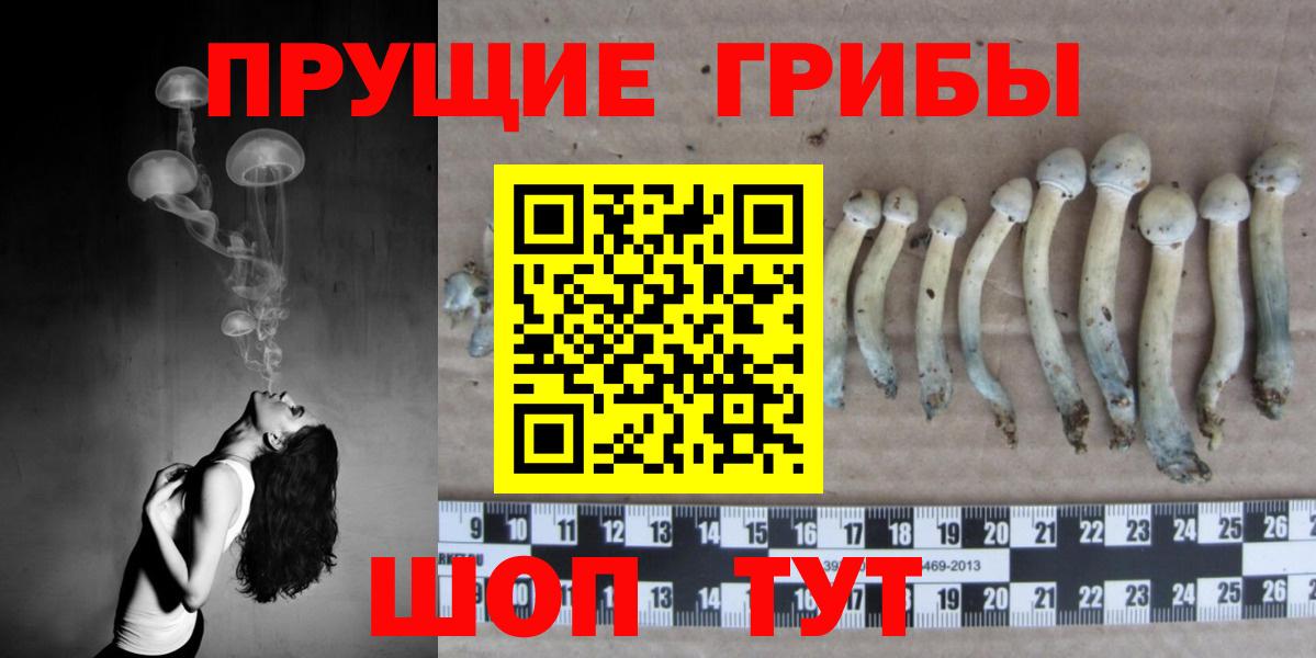 Галлюциногенные грибы Psilocybine cubensis Новокубанск